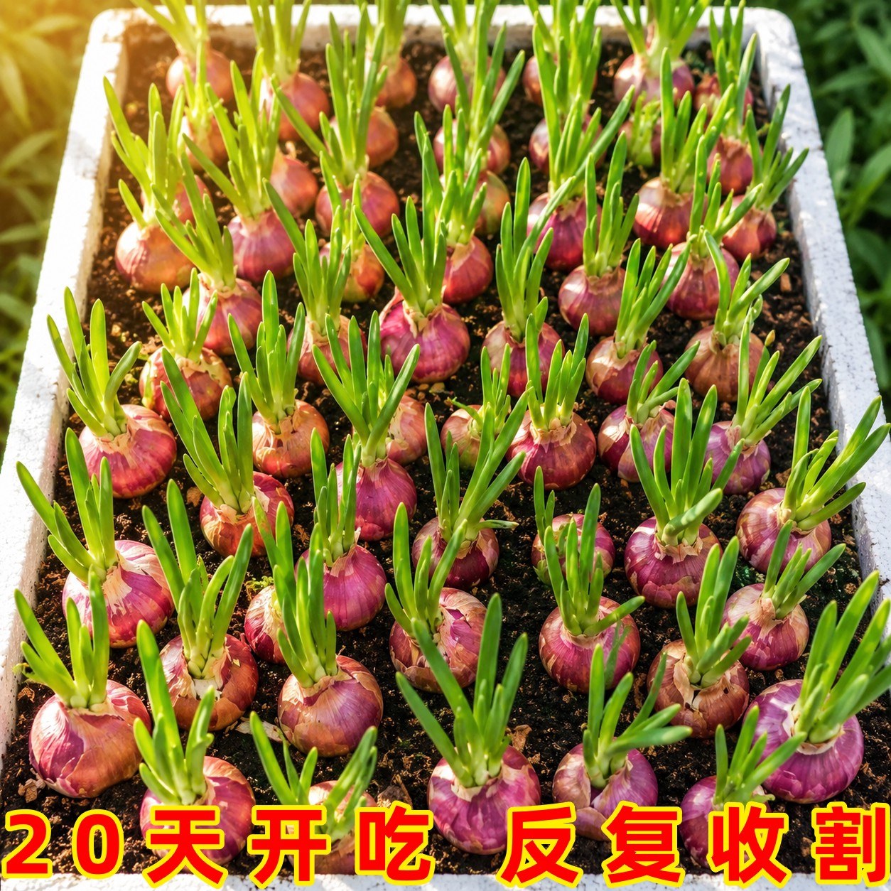 正宗四川红葱头香葱浓郁多茬四季采摘阳台花园盆栽农家火葱头种子