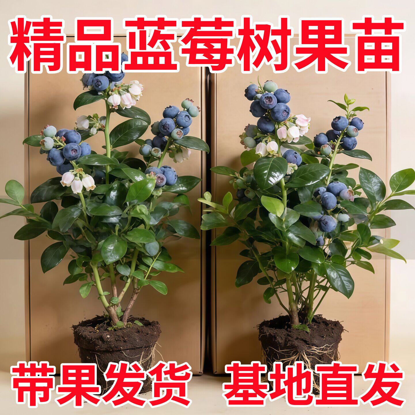 蓝莓树果苗盆栽带果发货阳台南北方种植蓝莓果树苗特大号当年结果