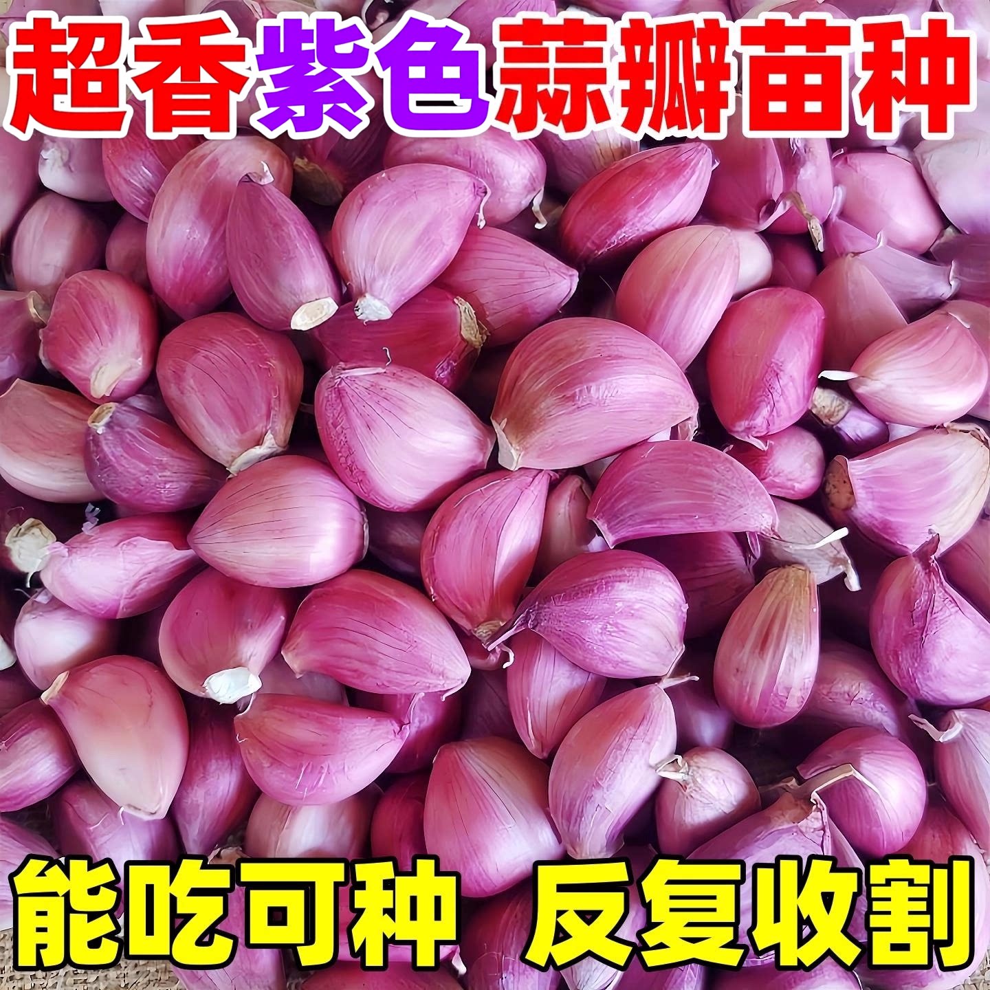 云南紫皮干大蒜瓣种子5斤红皮土蒜种籽种植蒜头专用农家可吃可种