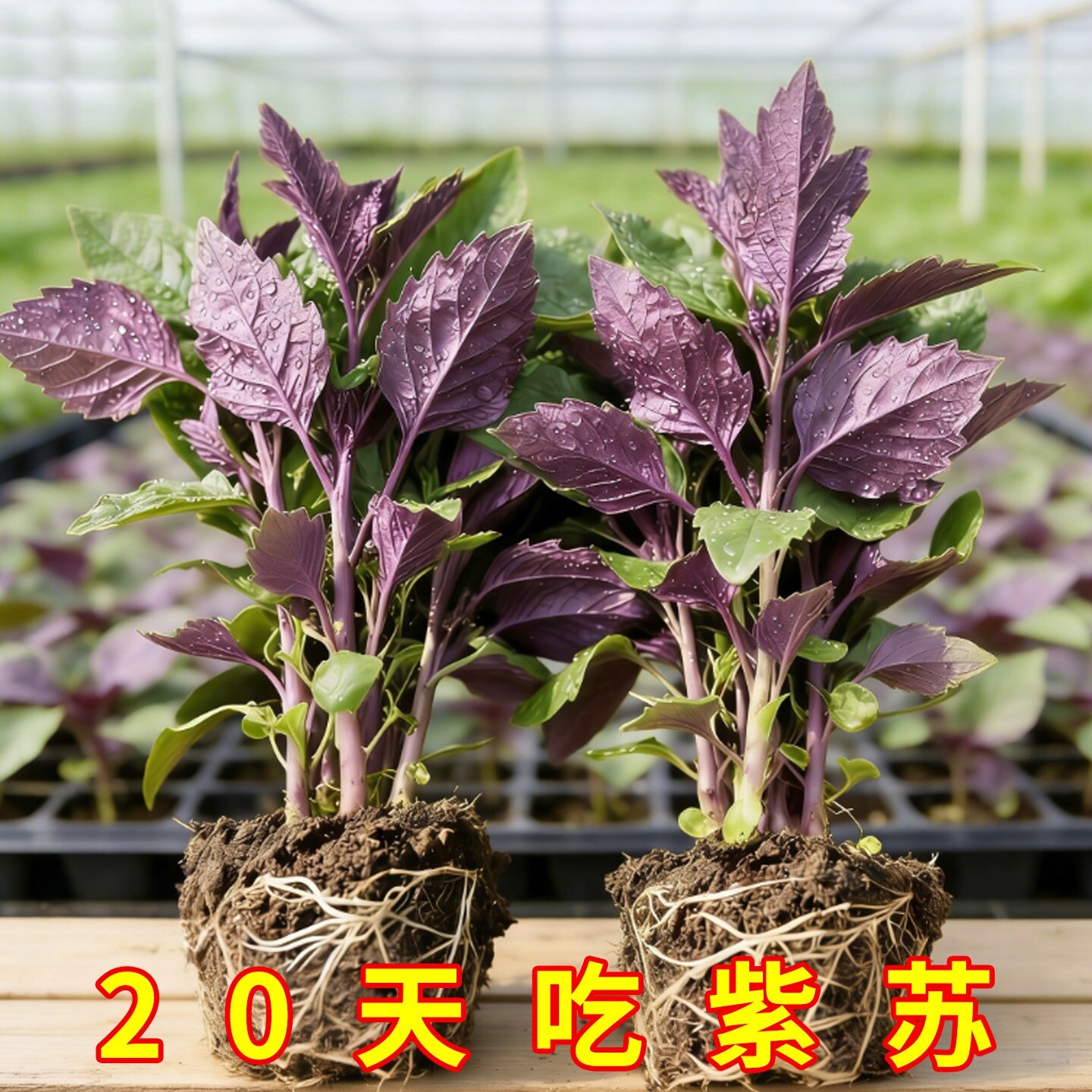 可食用广西老紫苏苗带土炒田螺紫苏叶阳台蔬菜秧苗烤肉香草