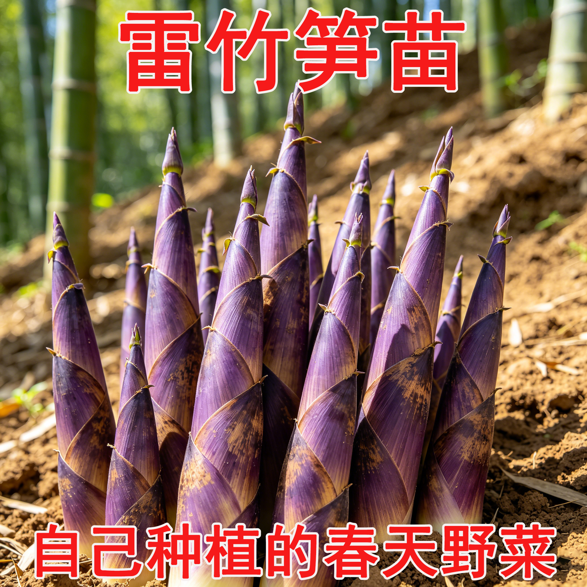 食用雷竹苗四季青长青早竹花竹石竹红竹毛竹食用笋竹子庭院竹苗