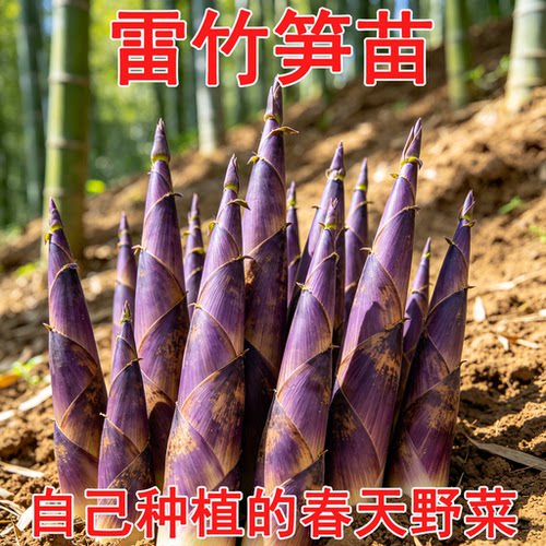 食用雷竹苗四季青长青早竹花竹石竹红竹毛竹食用笋竹子庭院竹苗