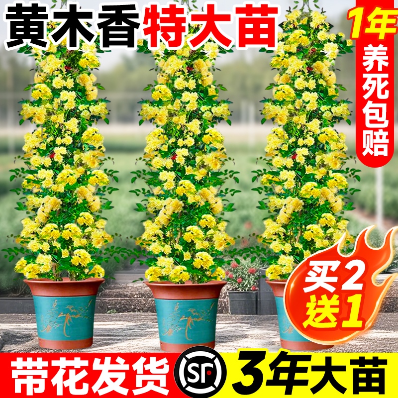 黄木香树苗爬藤植物红木香花四季好养甜蜜大苗花卉树苗庭院盆栽