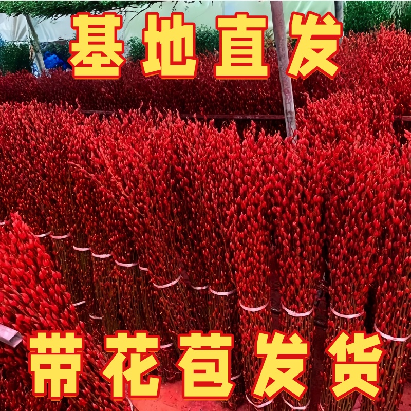 银柳真花鲜枝年宵花卉七多彩大红色银柳干花柳枝水养装饰招财1米2