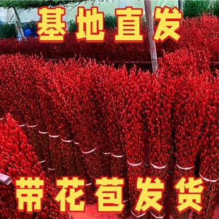 银柳真花鲜枝年宵花卉七多彩大红色银柳干花柳枝水养装饰招财1米2