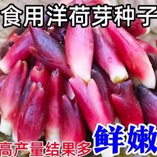 食用洋荷芽种子阳菏四季蔬菜洋荷种苗洋霍阳合洋姜荷洋河种子笋子
