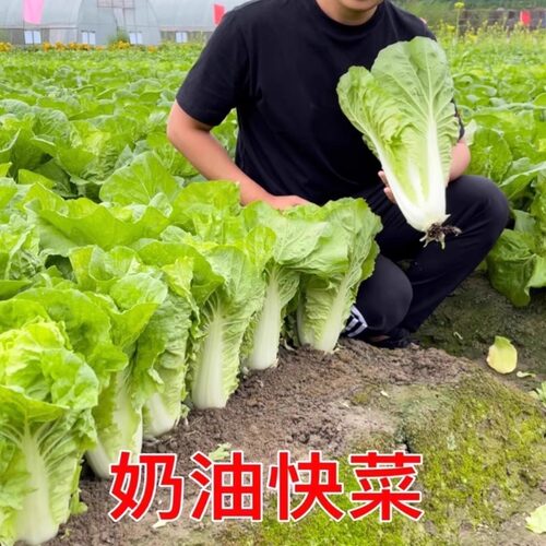 25天速生快菜四季奶油小白菜鲜嫩阳台小院高产耐热耐寒抗病蔬菜茽