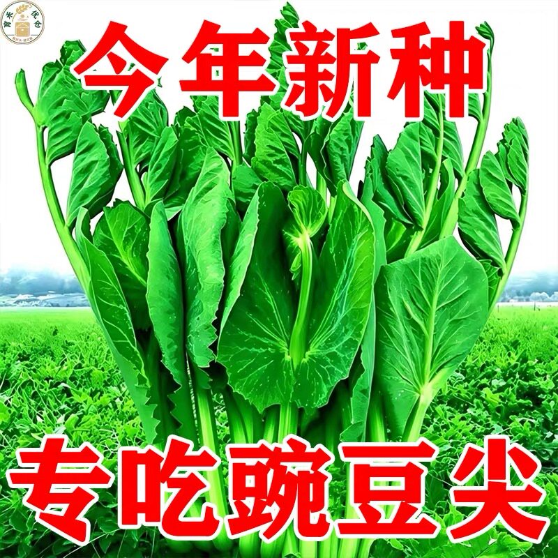 豌豆种子四季甜脆豌豆苗种专吃豌豆尖种籽阳台盆栽可水培蔬菜种孑