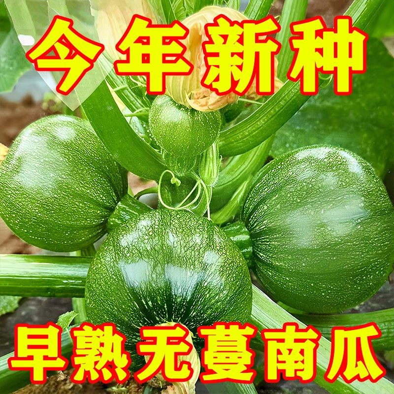极早熟无蔓早绿嫩南瓜节节有瓜蔬果种子小青瓜农户大田高产蔬菜种