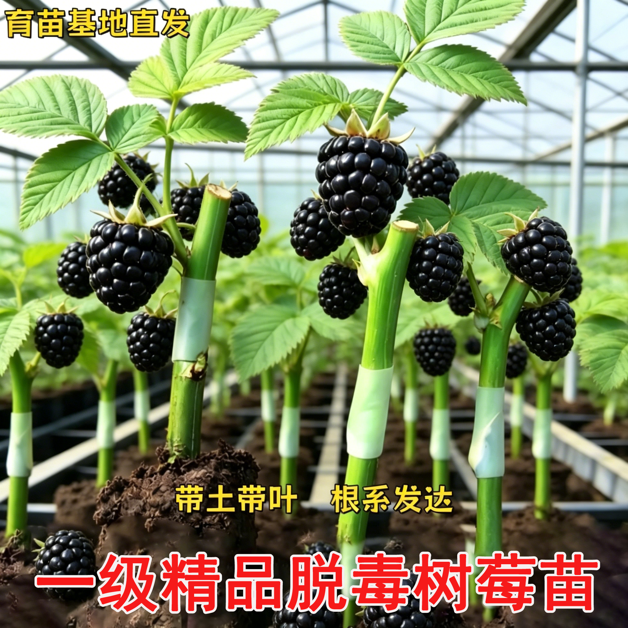 【苗场直发】嫁接黑树莓秧苗带土发优质水果苗扦插覆盆子果树秧苗