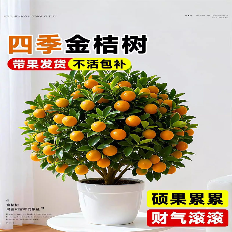 金桔树树苗盆栽年橘可食用带果脆皮四季橘子客厅室内外花卉绿植物
