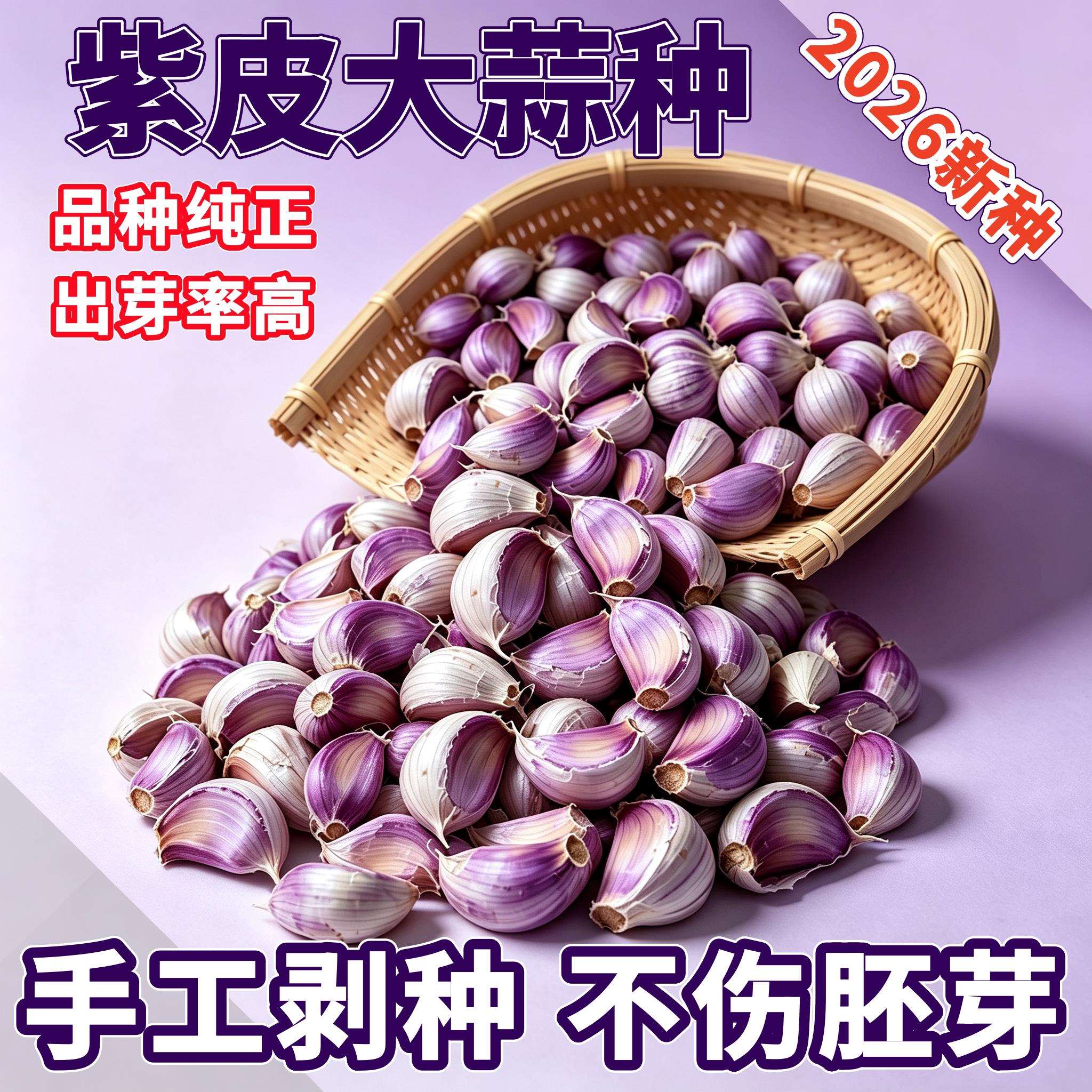 紫皮香大蒜种子植新鲜大蒜瓣新干蒜农家红香蒜直叶云南四川大蒜种
