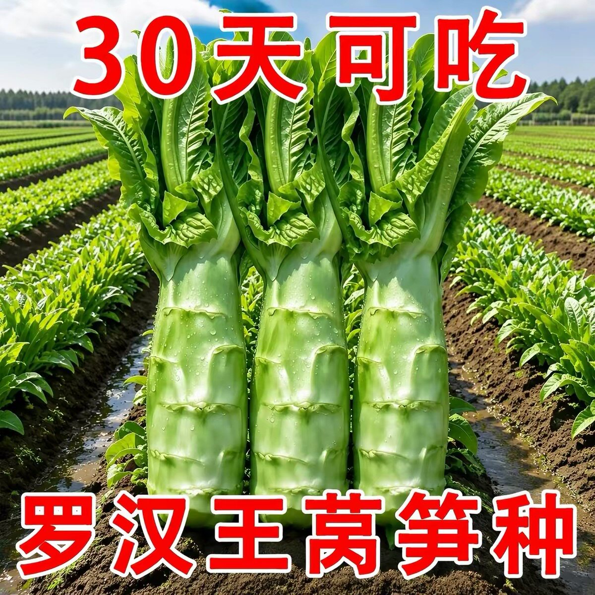 泰国罗汉王莴笋种籽子早春夏秋种植莴苣蔬菜种子莴笋耐寒四季菜种