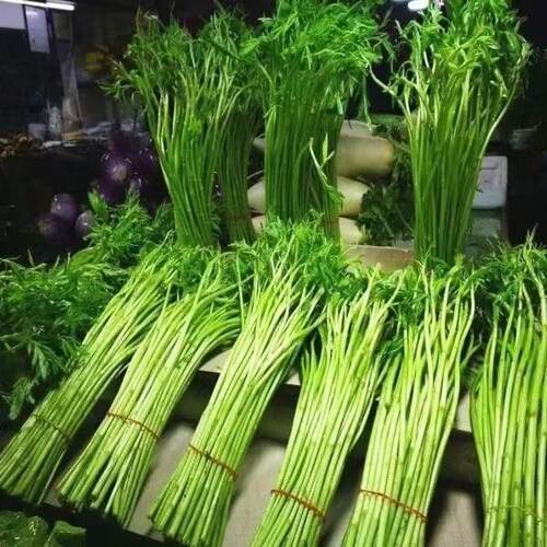 芦蒿种子南京特产菜泥蒿苔水篙柳蒿茼蒿菠蒿蒌蒿四季种植蔬菜种子