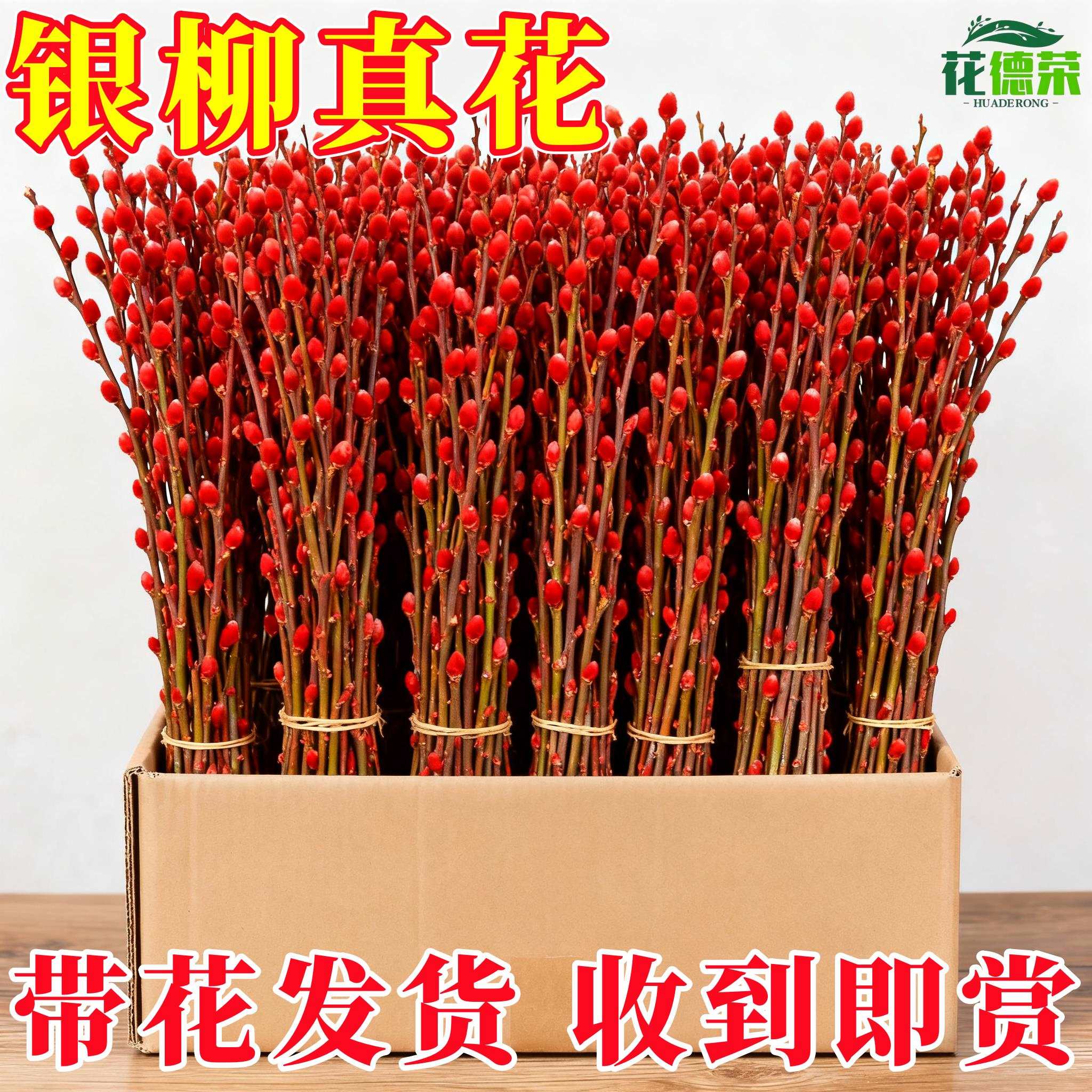 招财银柳真花鲜枝春节年宵花卉可水培植物干花红色银柳客厅装饰