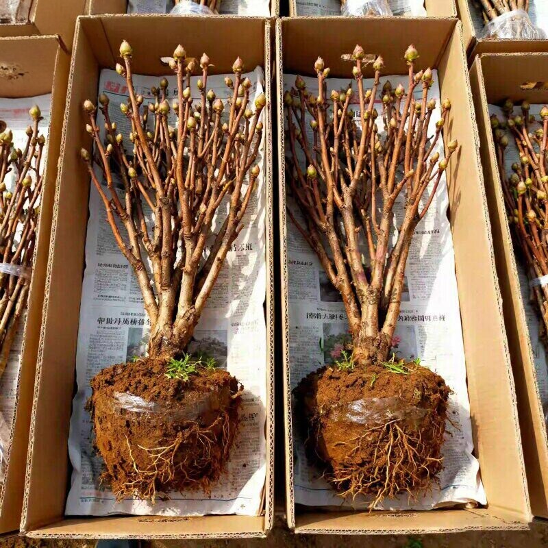 洛阳牡丹花苗带苞大花北方缠枝牡丹重瓣耐寒盆栽室内庭院带芽室外