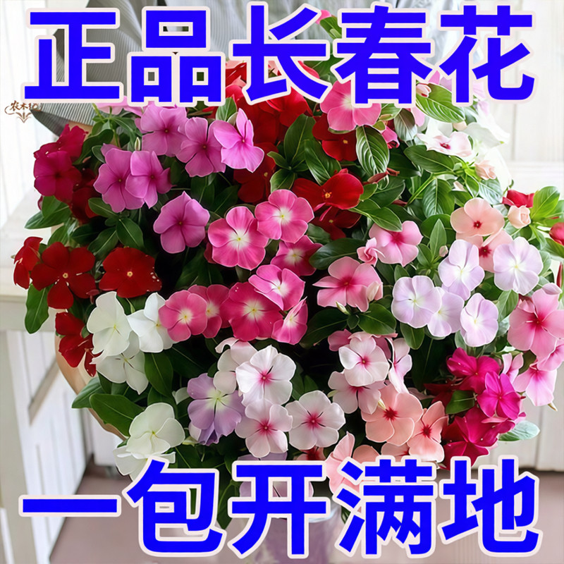 长春花种籽子四季播种开花易活日日春花籽庭院室外阳台盆栽花种子
