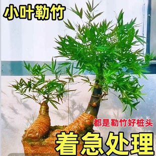 精品小叶勒竹簕盆栽生桩老桩室内门竹熟桩桌面庭院观音竹台懒人竹