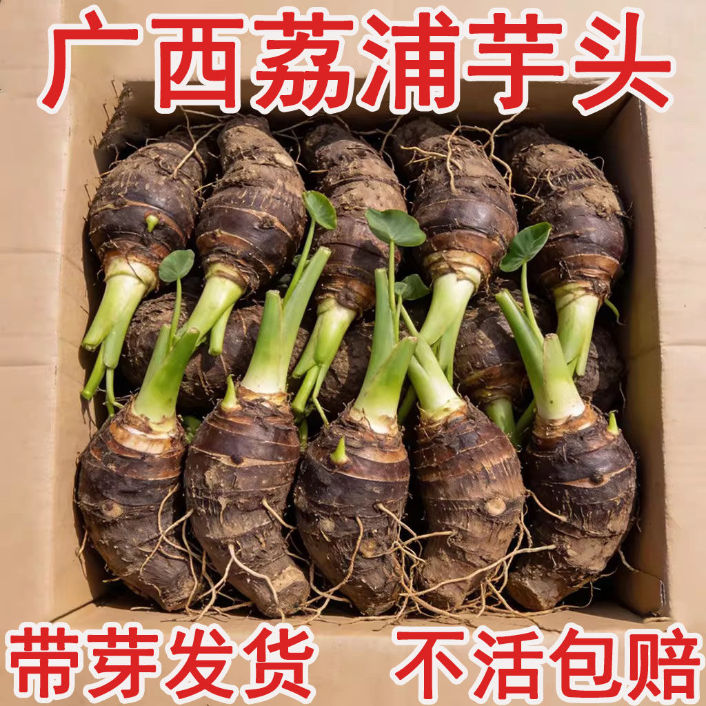 【广西现挖】荔浦芋头种植苗鲜蔬菜农家槟榔香芋种子苗栽培育苗种