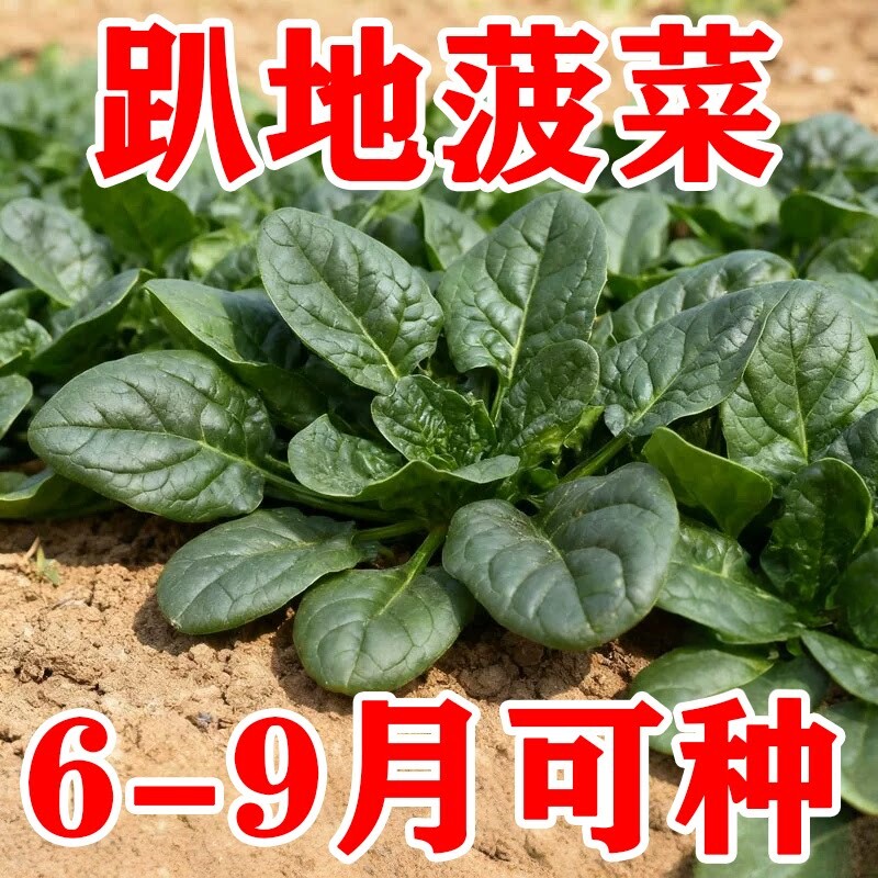 趴地菠菜种子南北方种植四季波菜种籽孑青菜籽种冬季耐寒蔬菜种子