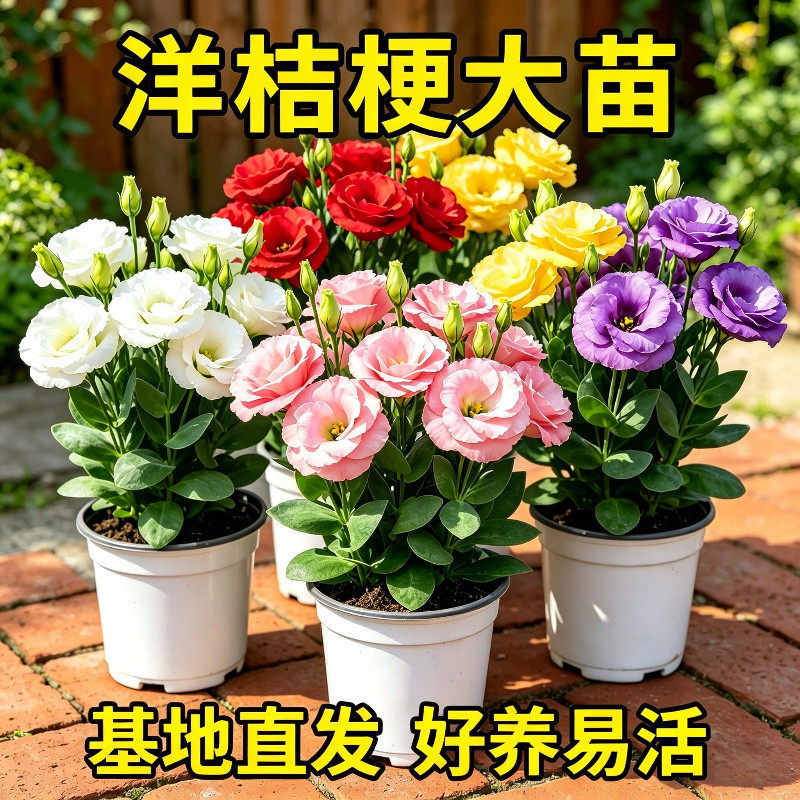 云南重瓣洋桔梗花苗多年生易养活庭院阳台盆栽花卉花期好种大花苗