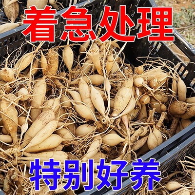 重瓣大丽花种球根茎盆栽地栽庭院阳台四季多年生花卉地瓜花花期长