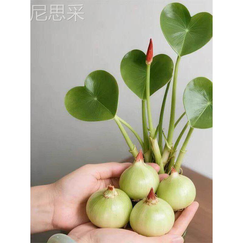 茨菇种球慈菇水培水生懒人室内四季植物燕尾鱼缸水草慈菇池塘净化