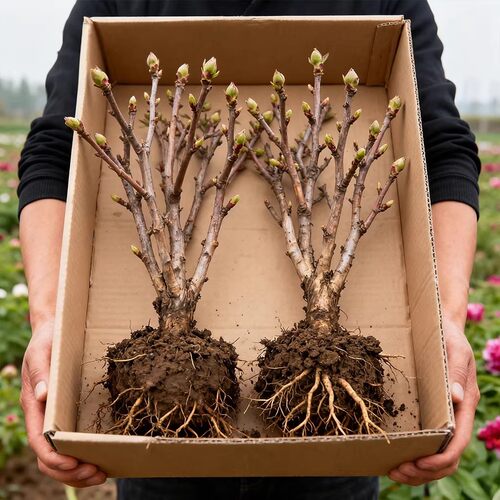 正宗洛阳牡丹花苗大苗花卉植物缠枝牡丹客厅易活好养盆栽庭院树苗