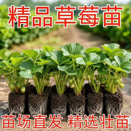 草莓苗穴盘苗丹东99奶油植物苗秧四季种植优质种苗室内水果盆栽