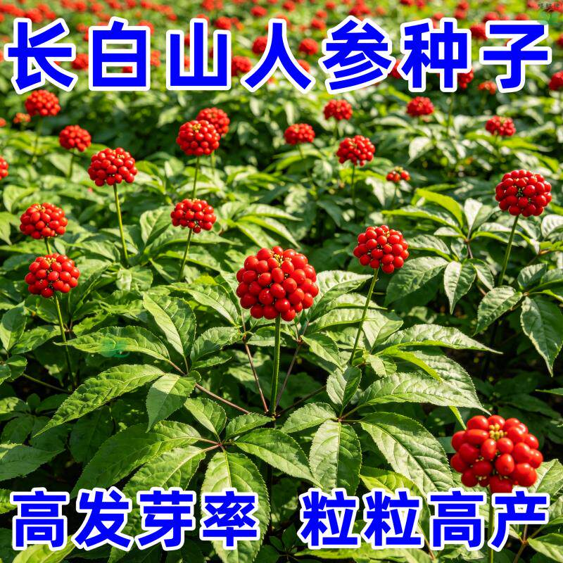 长白山人参种子正品野山参种子籽四季播种易成活室内外观花卉盆栽
