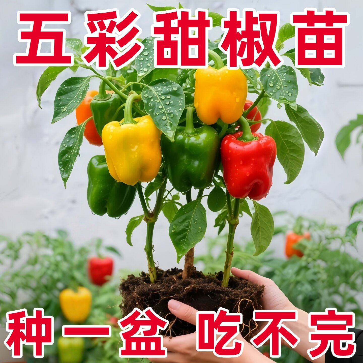 山东寿光五彩甜椒苗大果带土红黄绿紫方椒太空椒水果蔬菜辣椒种子