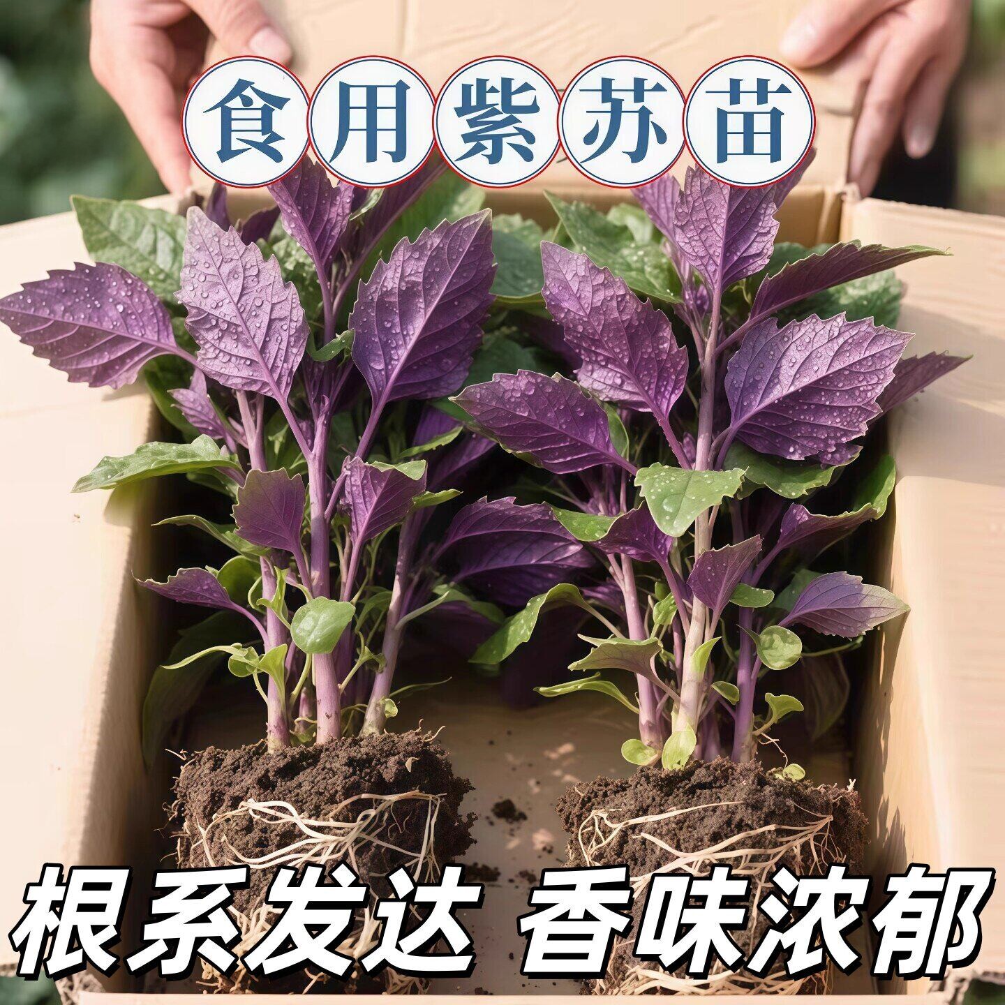 正宗紫苏可食用新鲜紫苏叶鸡冠辣椒香料紫苏子叶新鲜可食用叶子