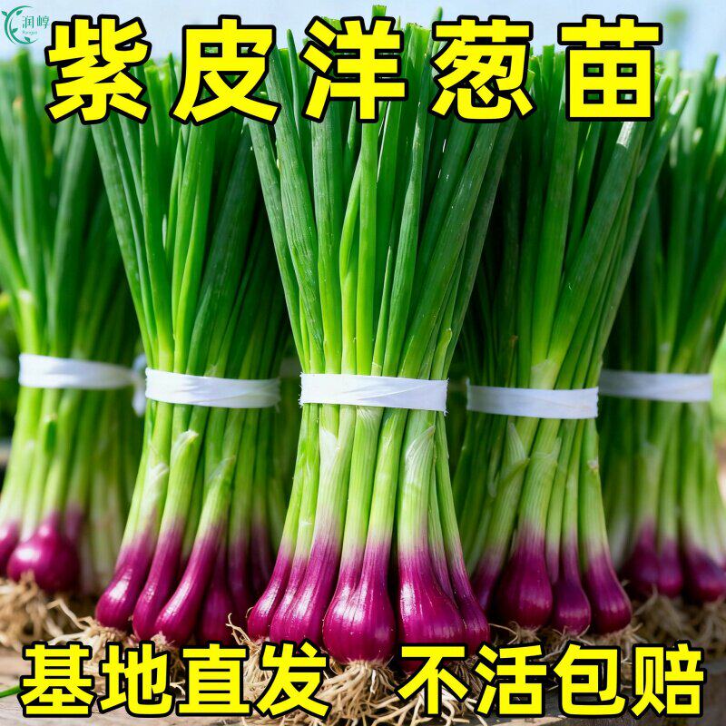 紫皮水果洋葱秧苗红皮特大圆葱耐寒阳台盆栽四季可种植高产葱种苗