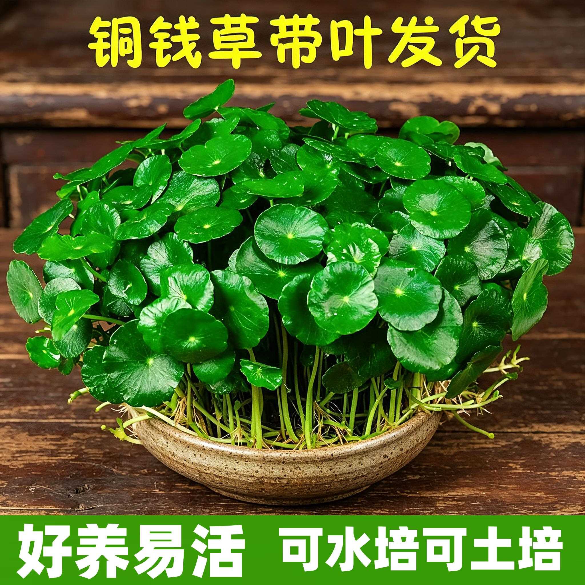 铜钱草水培植物老桩盆栽室内外水养大叶金钱草根芽好养易养活绿植