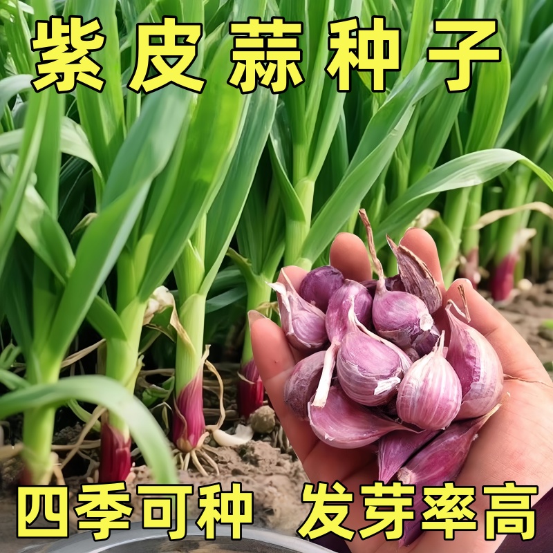正宗紫皮蒜种子早蒜蒜瓣大蒜子新鲜红皮香蒜正月出蒜苔种红根蒜苗