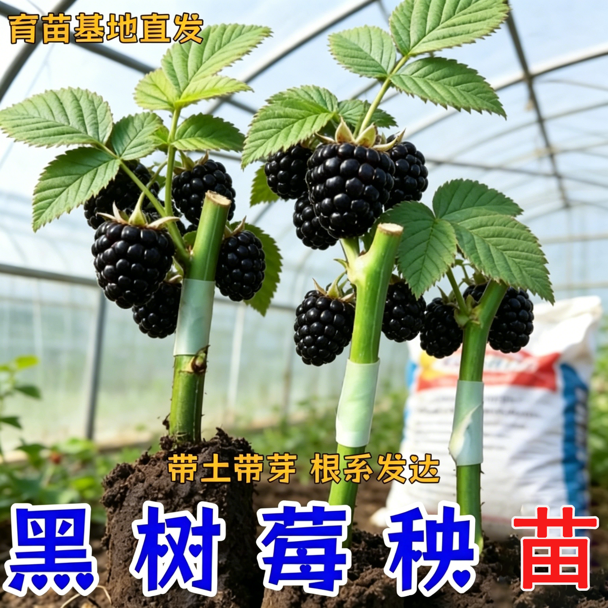 嫁接黑树莓苗扦插果树苗南北方盆栽地栽当年结果香甜多汁树莓秧苗