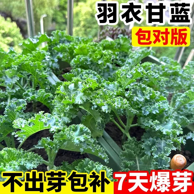 绿羽衣甘蓝种子四季耐热食用高营养大田阳台盆栽易种高钙蔬菜种子