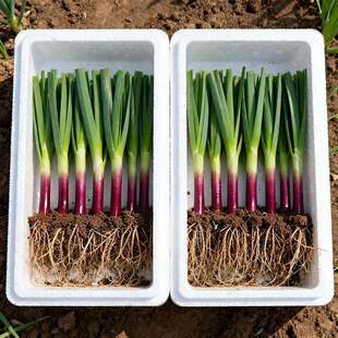 韭菜根现挖发货四季可栽小叶香韭菜大叶韭菜适合阳台庭院种植盆栽