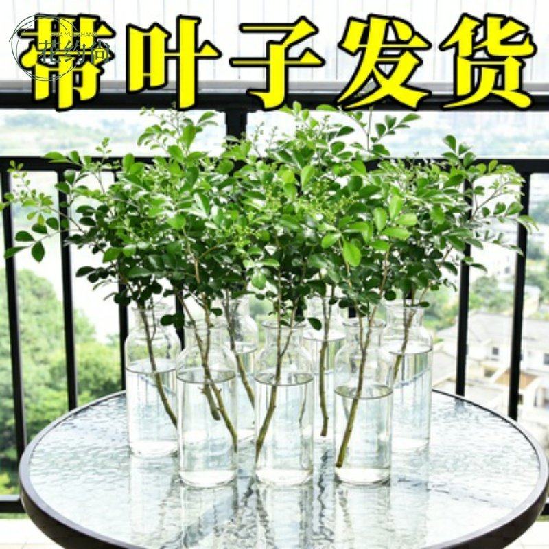 水培植物小叶女贞鲜切枝花卉绿植绿叶居家软装茶桌摆件阳台易成活,鲜花速递/花卉仿真/绿植园艺,红掌/凤梨/温室花卉,淘宝优惠券,粉丝福利购,淘宝优惠卷