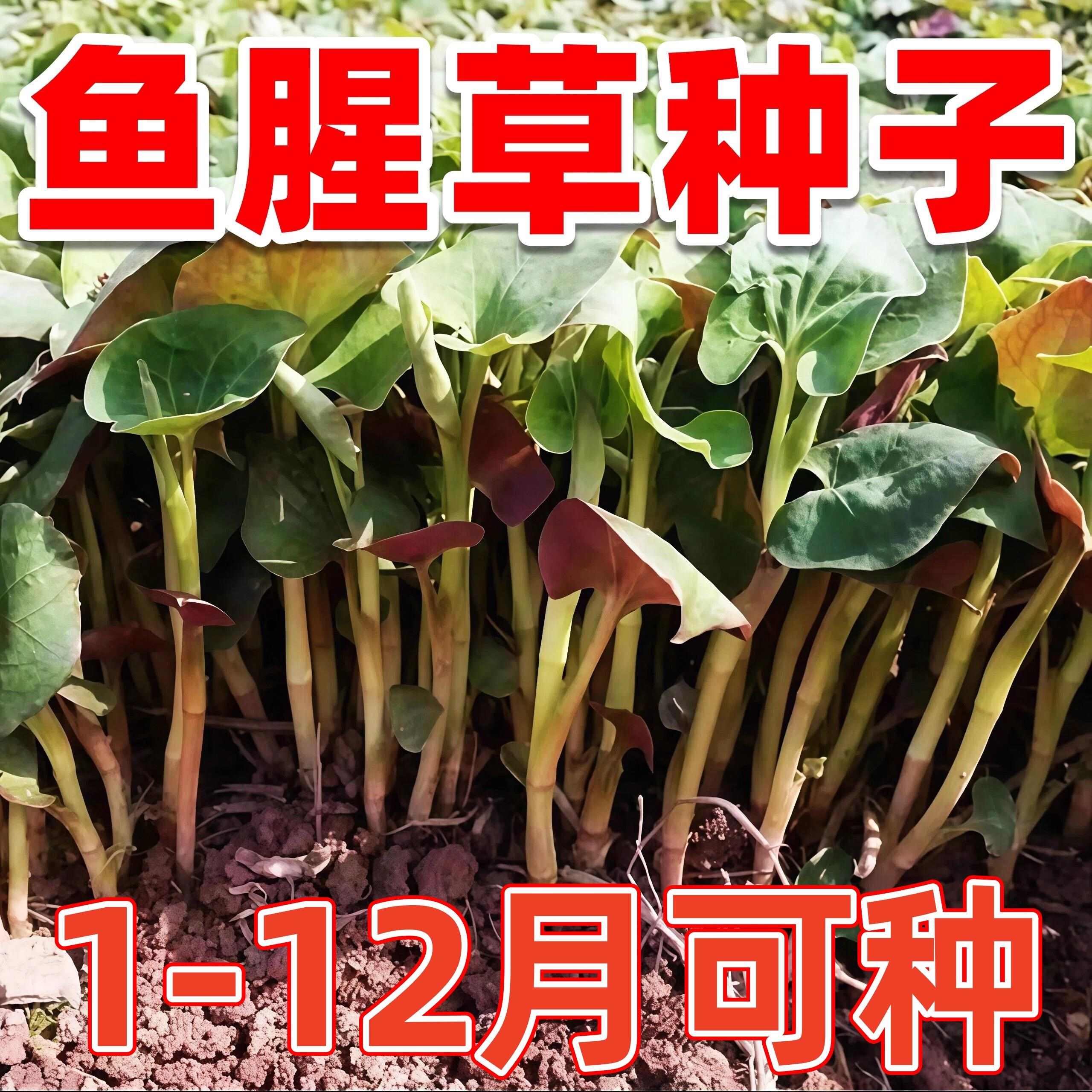 鱼腥草种子折耳根种子春播四季种植盆栽地栽阳台庭院野菜蔬菜种籽