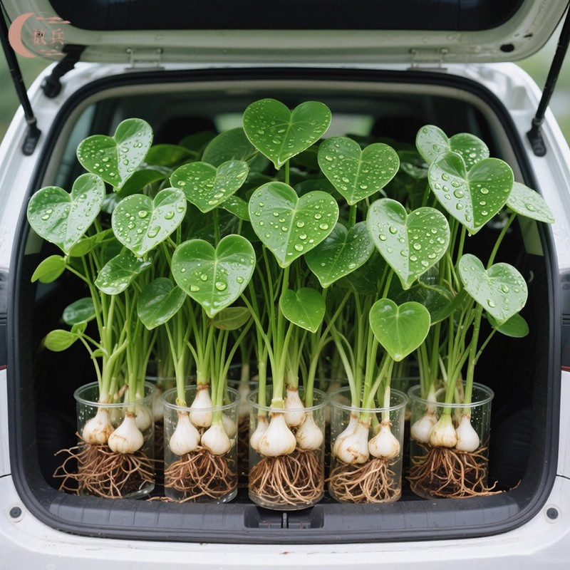 懒人净化鱼缸茨菇种球慈菇水培水生室内四季植物燕尾慈菇池塘水草,鲜花速递/花卉仿真/绿植园艺,水生植物,淘宝优惠券,粉丝福利购,淘宝优惠卷