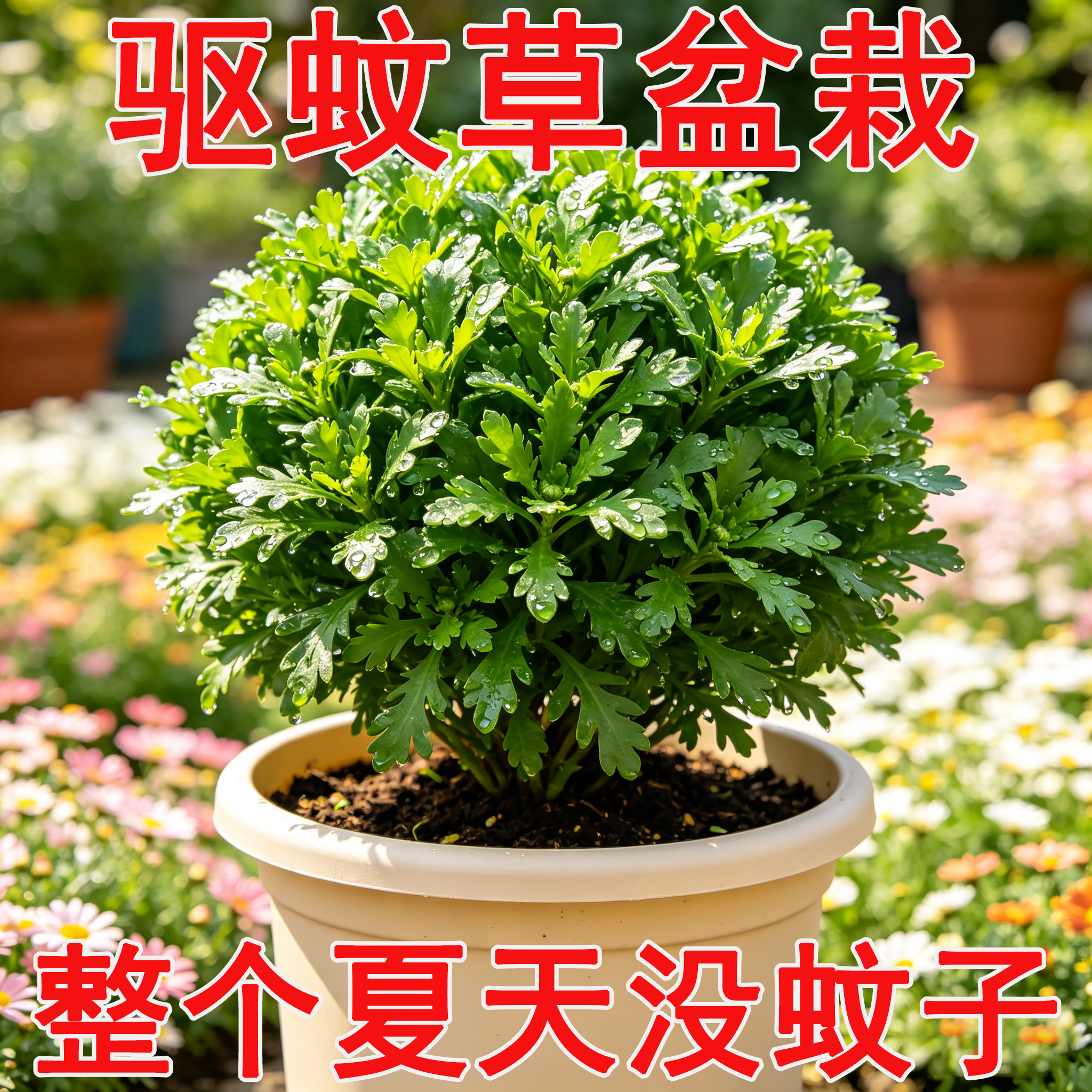 除虫菊花苗带花苞驱蚊植物花卉当年开花阳台夏季驱虫菊花盆栽室外