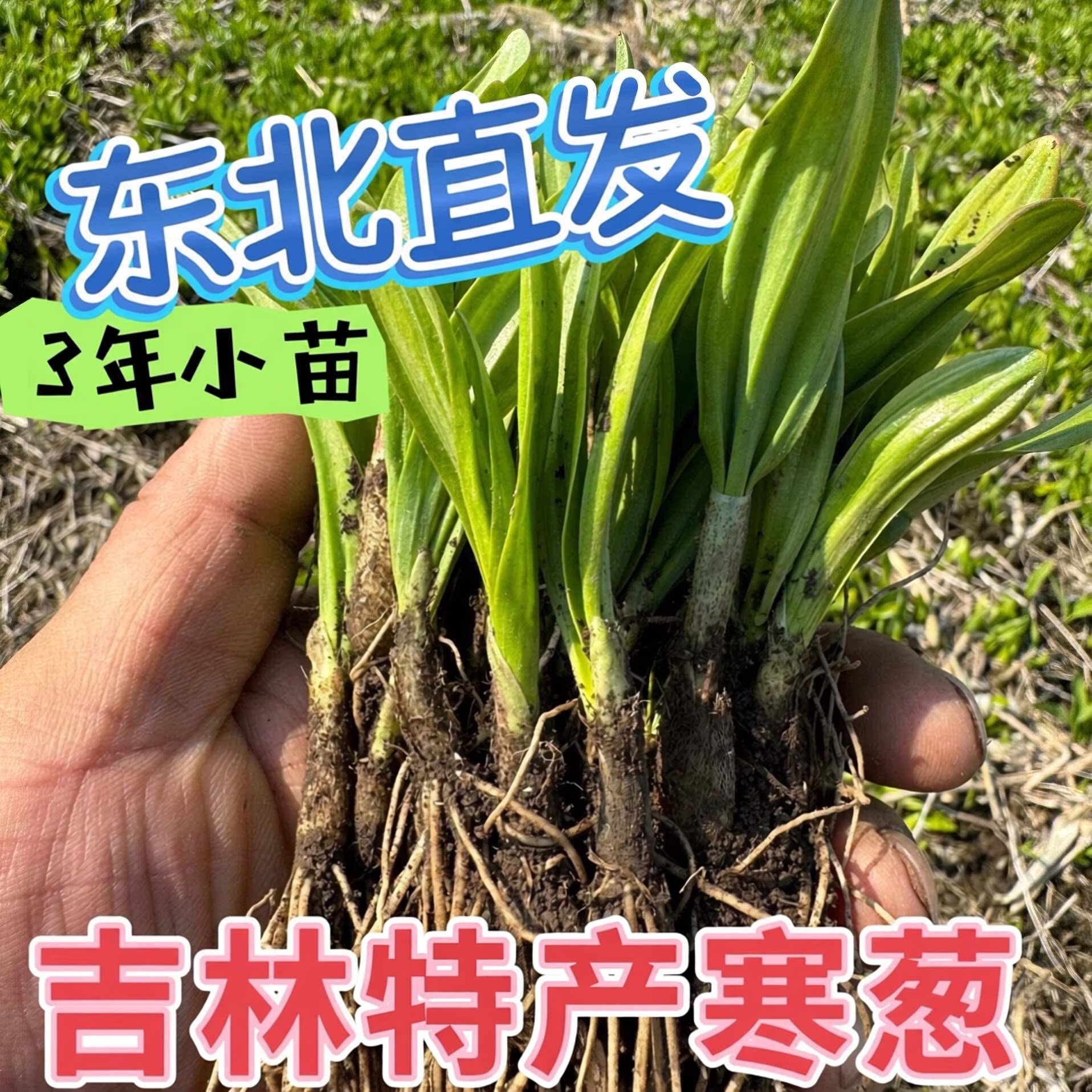 东北3年小苗山葱寒葱茖葱熊葱鹿耳韭苗，现挖现发货发根不带叶