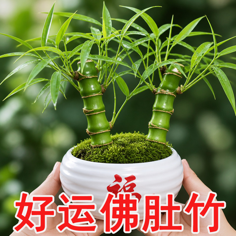 佛肚竹老桩矮化罗汉竹子盆栽室内植物办公室桌面绿植四季常青盆景