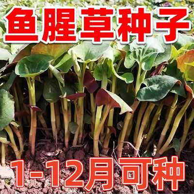 鱼腥草种子折耳根种子春播四季种植盆栽地栽阳台庭院野菜蔬菜种籽