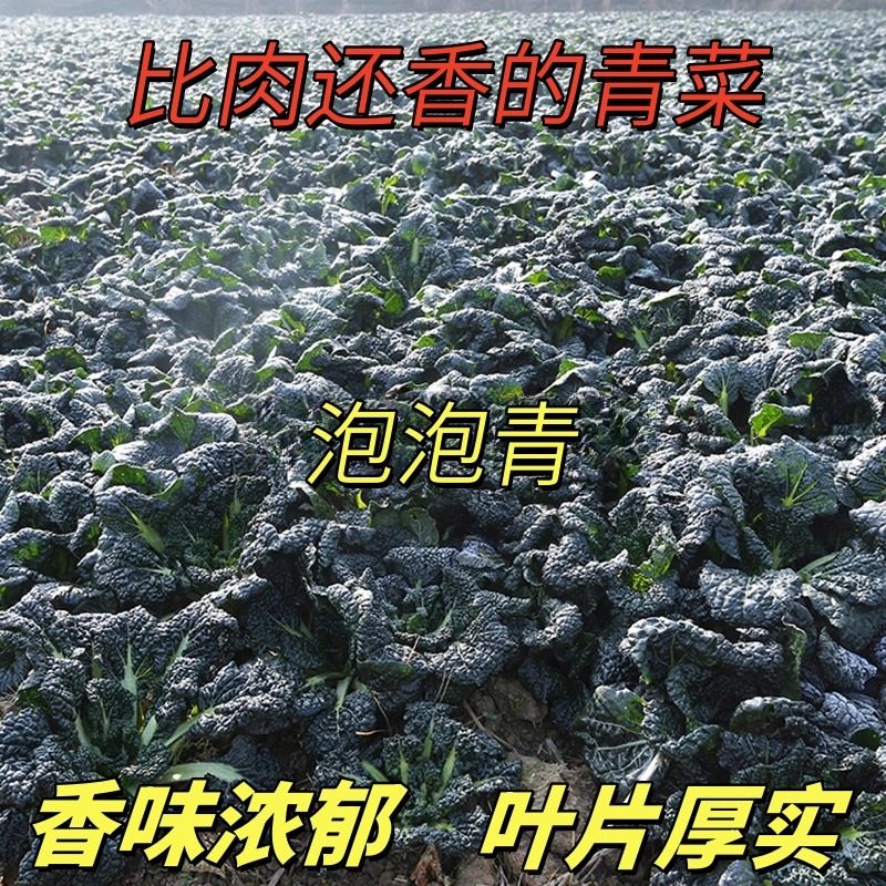 正宗泡泡青黑油冬种子随州皱叶黑乌油冬菜越冬耐寒种籽菜籽青菜种