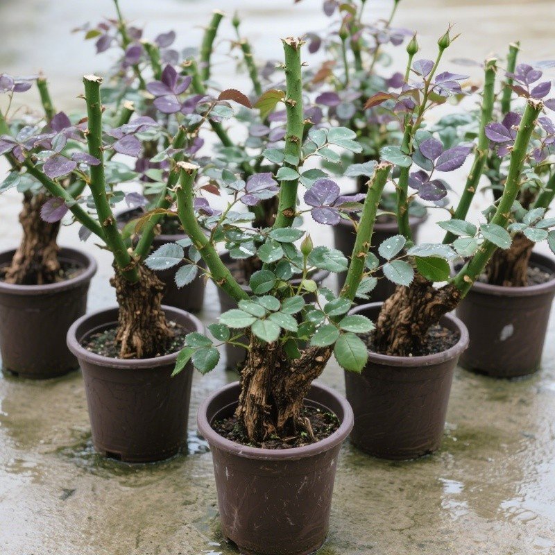 玫瑰花苗老桩盆栽玫瑰特大号老根室内外好养活花卉绿植花苗浓香,鲜花速递/花卉仿真/绿植园艺,造型盆景,淘宝优惠券,粉丝福利购,淘宝优惠卷