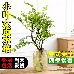小叶女贞水培植物鲜切枝办公室内插花卉老桩造型绿植四季好养招财