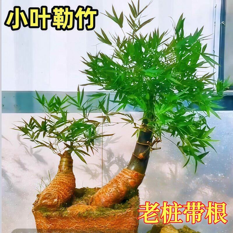 精品小叶勒竹簕盆栽生桩老桩室内门竹熟桩桌面庭院观音竹台懒人竹,鲜花速递/花卉仿真/绿植园艺,红掌/凤梨/温室花卉,淘宝优惠券,粉丝福利购,淘宝优惠卷