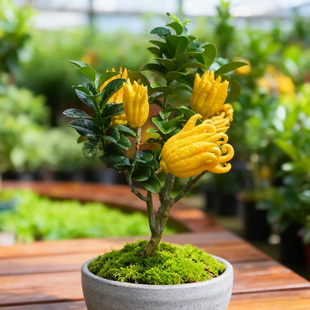 佛手树盆栽带果金华佛手柑盆景可食用果树苗阳台庭院四季花卉绿植